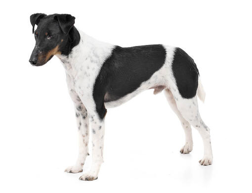 English sales fox terrier